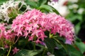 Close upÃ¢â¬â¹ of pink Pentas lanceolata flowers